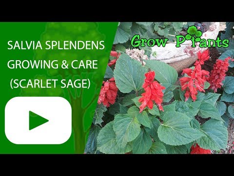 Salvia splendens -  grow and care (Scarlet sage)