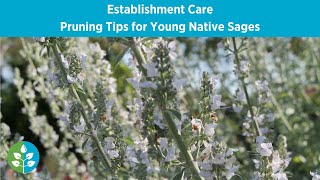 Pruning Tips for Young Native Sages | Establishment Care