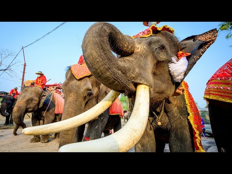 Video: Tag Des Thailändischen Elefanten