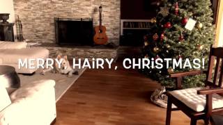 Merry, Hairy, Christmas! by Jeff Bowron 161 views 8 years ago 16 seconds