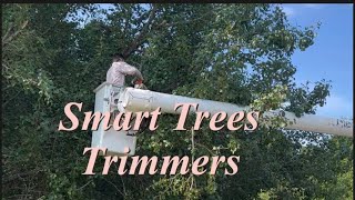 Smart Trees Timmers