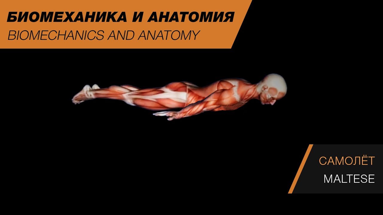биомеханика двигательной деятельности. камасутра биомеханика. книга биомеханика мышц бодибилдинг. где издается российский журнал биомеханики. биомеханика физических упражнений учебник.