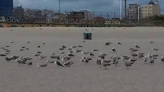 As Gaivotas Aproveitam A Praia Vazia