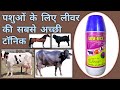 LUV-U12 LIVER TONIC 1Lit. भूख में वृद्धि, अनपचे दाना-चारे को पचाये, टॉक्सिंस को बाहर करें।
