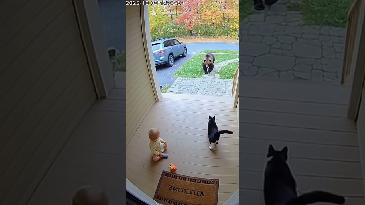 Gato salva a un bebé del ataque de un oso  