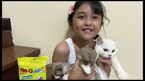 Video 571011: persian siamese cat, curious feline