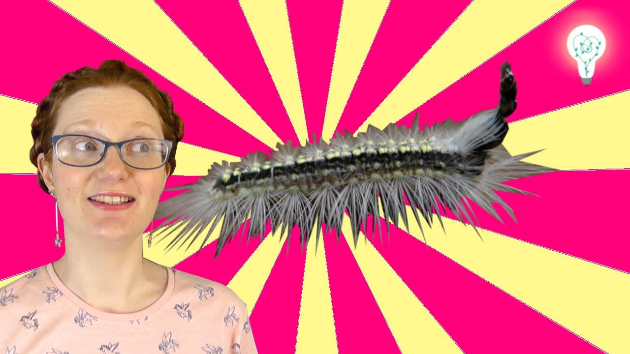 What's A Mad Hatterpillar? | BrightSci