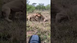 львы битва жизнь на земле мир животных