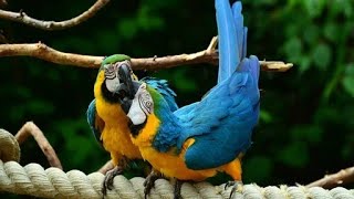 HD الببغاوات في الطبيعة ormandaki papağanlar