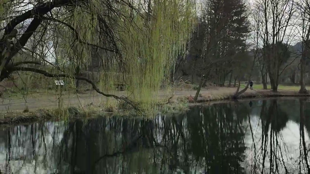 Biber Fraß Schaden Burg Teich Fraßschäden am Weiden Baum Park Seebenstein