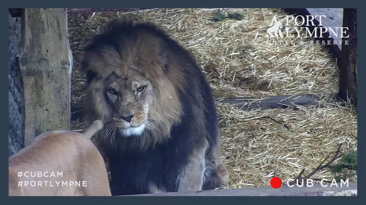 Lion Cub Cam Highlight | The Mighty Adras Gets Spooked By A Twig Lion Cub Cam Highlight | The Mighty Adras Gets Spooked By A Twig