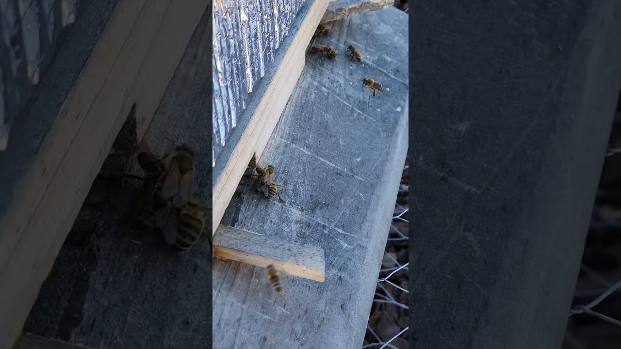 Honeybees cleaning the hive of dead bees