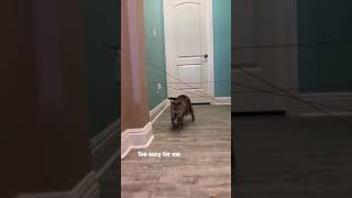 Awesome Cat #short video   Cat #shorts #cat #kitten #youtubeshorts by Cat Of The Day 2 views 11 months ago 3 minutes, 24 seconds