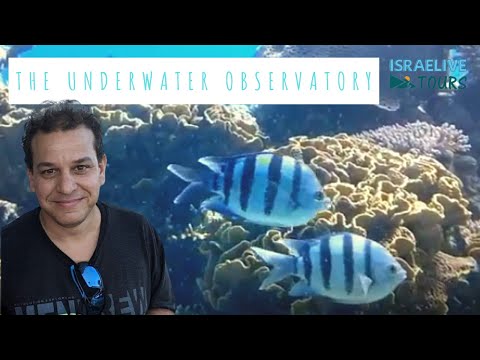 Tours in Israel - The Underwater Observatory in Eilat - with guide Michael