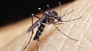 Zika Virus: What You Need to Know from a Johns Hopkins Expert