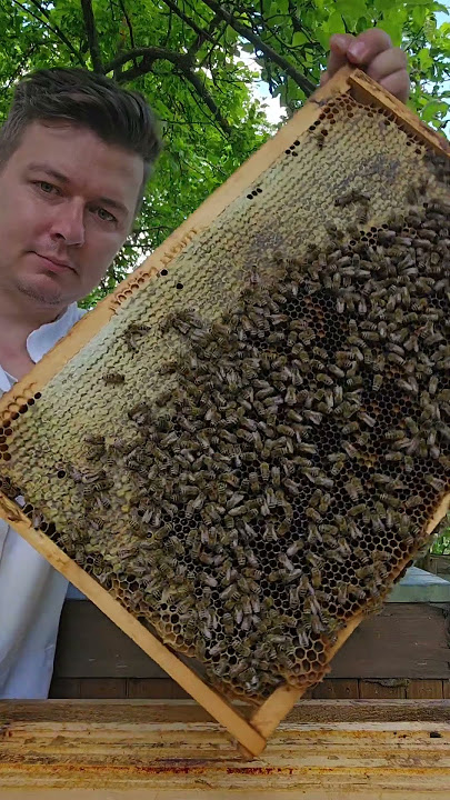 Kľudné včely🍯 #farming#2025#nature#slovakia#priroda#honey#bees#vcelarstvi#včely#sweet#healthy#strong