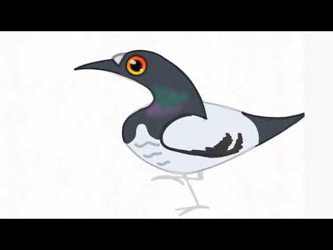 38 seconds of pigeon