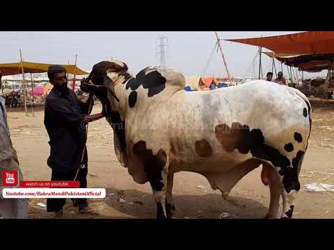 7 LAKH - KARACHI RATES HIGH - SOHRAB GOTH - GAI MANDI - COW MANDI - 2018