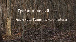 Грабинниковый лес на юго-восточном склоне.