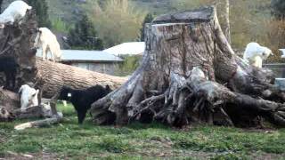 Liberty Farm Cashmere Goat Kids
