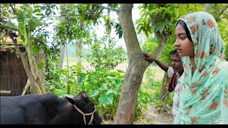 গরু বিক্রি করতে না পেরে মন খারাপ তারার | Doyel Agro