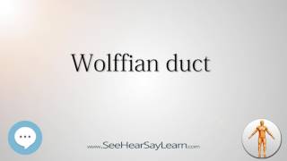 Wolffian duct Anatomy Named After People ๐