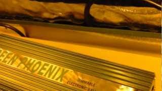 MG420: Green Phoenix Grow Tent Product Review! 600 watt Hps grow setup! 1080p