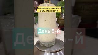 Выведение закваски 50% влажности. День 5-й