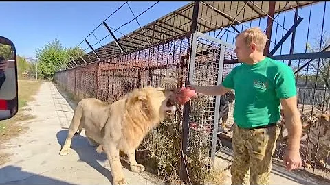WE FEED young LIONS extremely!