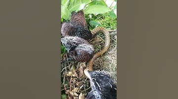 #animals #nest #wildlife #birds #snake #자연사 #국립생물자원관 #동물키우기 #survival #shortvideo