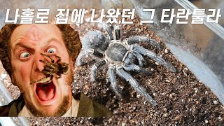 코스타리칸 제브라/Aphonopelma seemanni