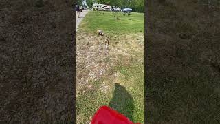 4month old Chihuahua training #shorts #chihuahua #dogs #trending