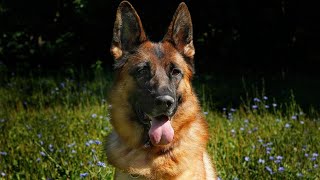 The Joyful World of a Happy German Shepherd 🐕❤️ | Get Ready to Smile!