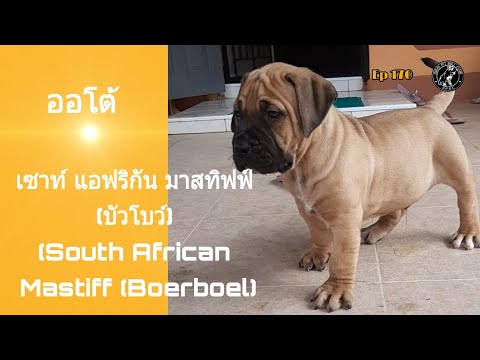 #เซาท์แอฟริกันมาสทิฟฟ์_บัวโบว์ #South AfricanMastiff_Boerboel