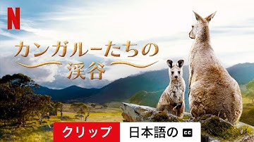 カンガルーたちの渓谷 (クリップ 字幕付き) | 日本語の予告編 | Netflix