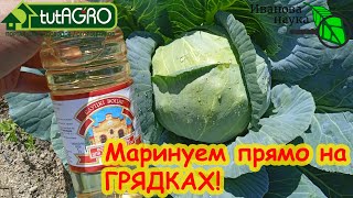 ОШЕЛОМЛЯЮЩИЙ РЕЗУЛЬТАТ УКСУСНОЙ ПОДКОРМКИ КАПУСТЫ. Кочаны сочные, крепкие, хрустящие. А урожай!