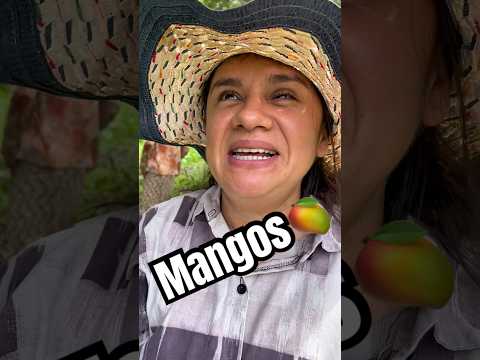 Cosechando mangos con mi madrecita 😍