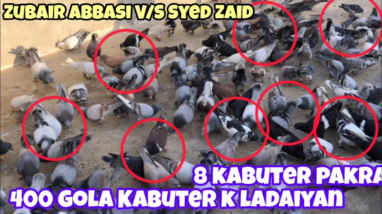 8 kabuter pakra | Zubair Abbasi V/S Syed Zaid | 400 gola Kabooter k ladaiyan | 2 din | Gola kabuter