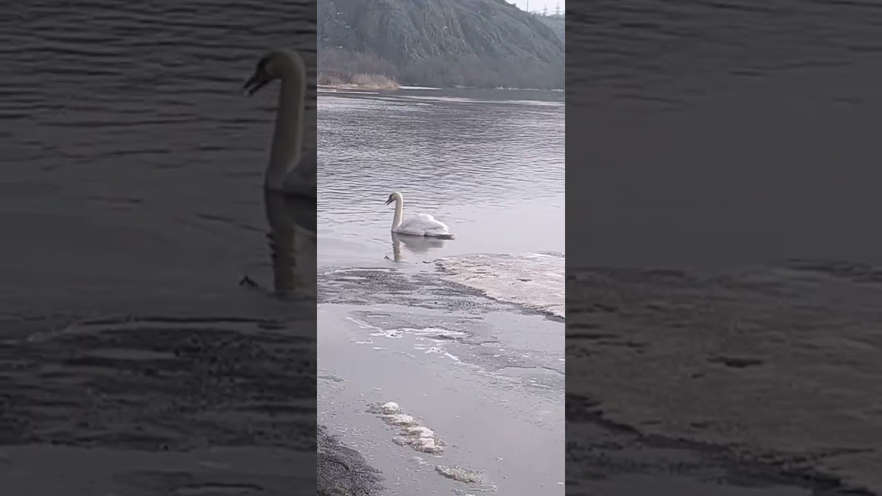 😍 Прогулка у реки 2.03.2026  Запись эфира 