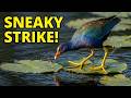 Sneaking Up on Dinner in the Everglades: Purple Gallinule in Action #shorts #wildlife