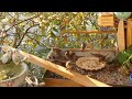🇩🇪 ☀️🐦 6 Uhr – Vogeltreffen am Morgen🇬🇧 ☀️🐦 6 AM – Morning Bird Meeting🇨🇳 ☀️🐦 早上6点——晨间鸟会 #birds #鸟