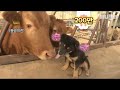 대국민 공개 소.개.팅 시작할게요 l Dog Raising A Cow?!