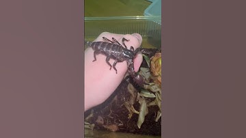 Handling a scorpion #scorpion #exotic #arachnids #deadly