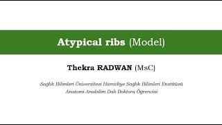 Atypical ribs (Model) [Detailed Subject Explanation]