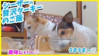 (犬のご飯)シーザーの贅沢ターキー 緑黄色野菜＆お米入りを食べたジャックラッセルテリア