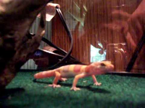 Leopard gecko (rainwater albino)