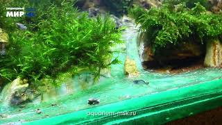 🔴 Голландский аквариум 🔴 Голландский аквариум