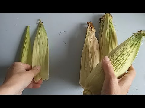 Video: Recetas con hojas de maíz y más: uso de hojas de maíz del jardín