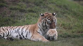 IMG 1962Tiger Sherra Sept 27, 2018