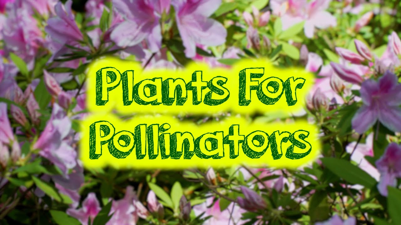 NC Cooperative Extension - Master Gardeners - Plants for Pollinators Presentation